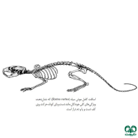 راسته جوندگان ORDER RODENTIA